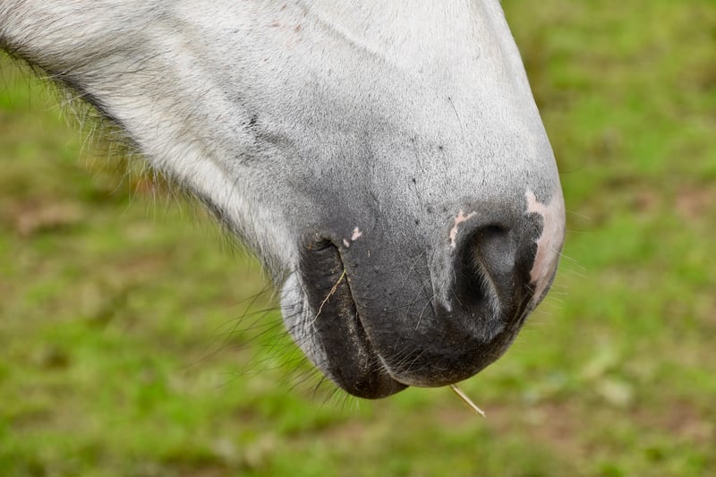 Alternate Nostril Breath